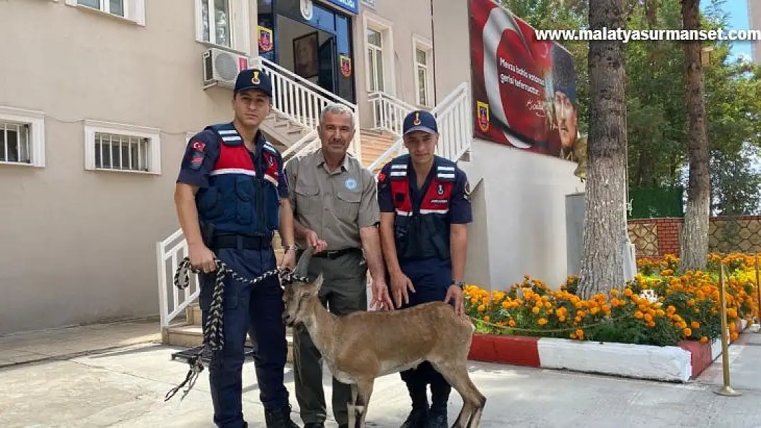 Jandarma yaralı dağ keçisi buldu