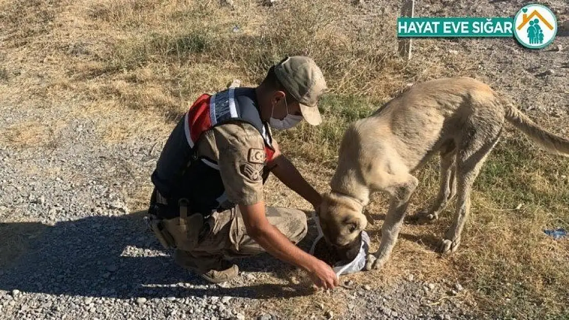 Jandarmadan hayvanlara şefkat eli