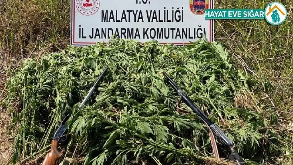 Jandarmadan kenevir operasyonu