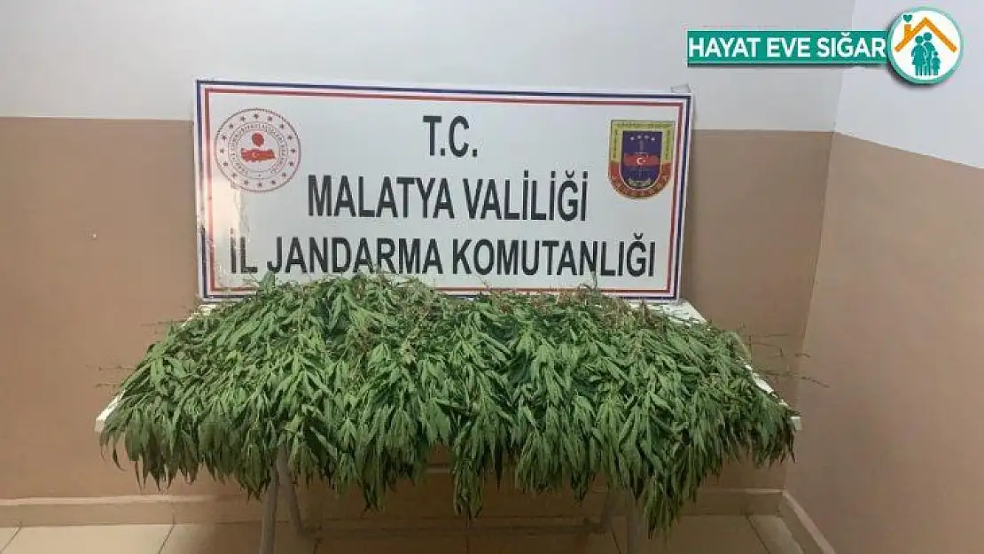 Jandarmadan yasa dışı kenevir ekimine sıkı takip