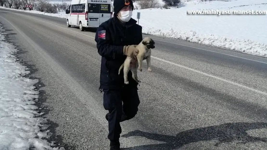 Jandarmanın bitkin halde bulduğu köpek veterinere teslim edildi