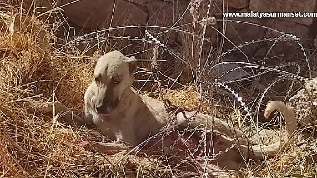 Jiletli tellere takılan köpek kurtarıldı