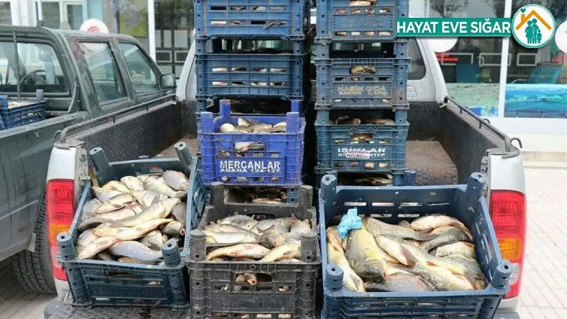 Kaçak avlanan 700 kilo balık ele geçirildi