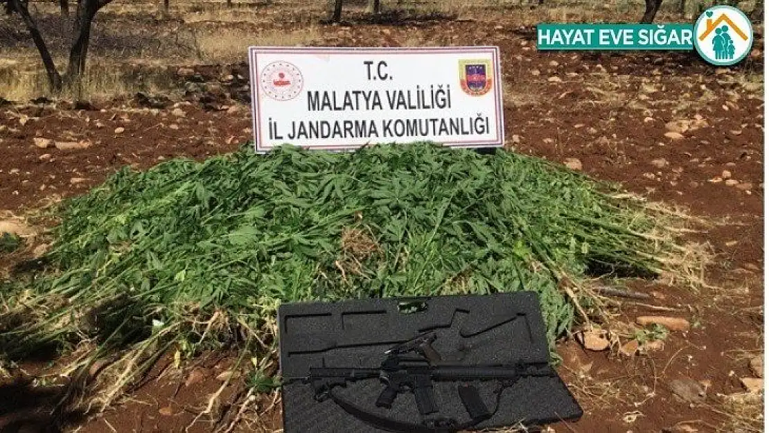 Kaçak kenevir ve silahlardan bir gözaltı