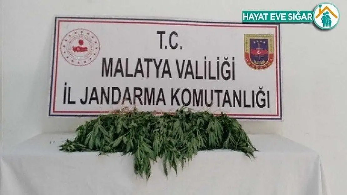 Kaçak kenevirden bir gözaltı