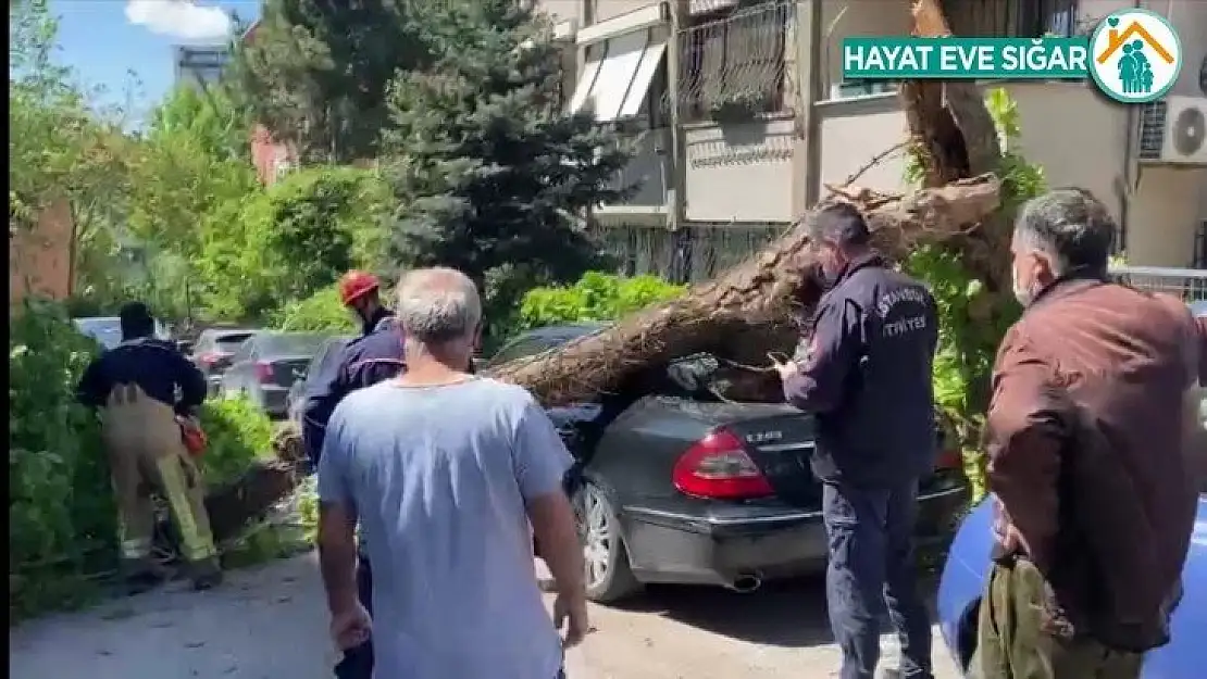 Kadıköy'de otomobillerin üzerine ağaç devrildi