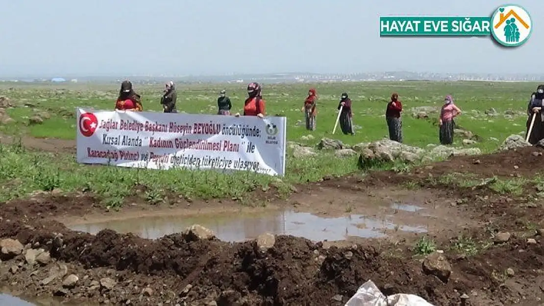 Kadınlar, Bağlar Belediyesinin desteği ile tescilli Karacadağ pirinci ve peynirini üretecek