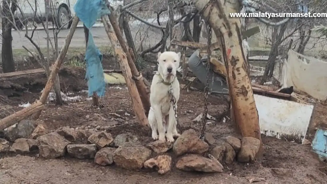 Kahramanmaraş'ta pitbull köpeğin sahibine para cezası