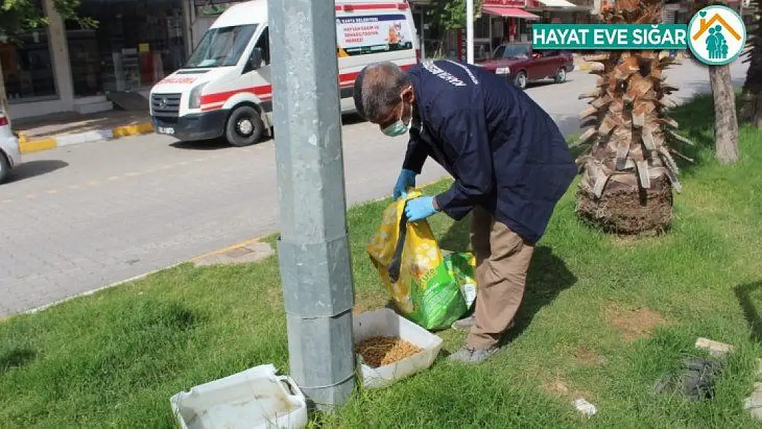 Kahta Belediyesi sokak hayvanlarını unutmadı