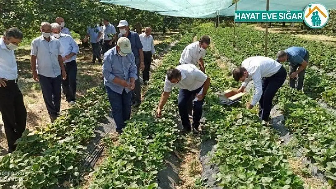 Kale'de Çilek yaygınlaşıyor