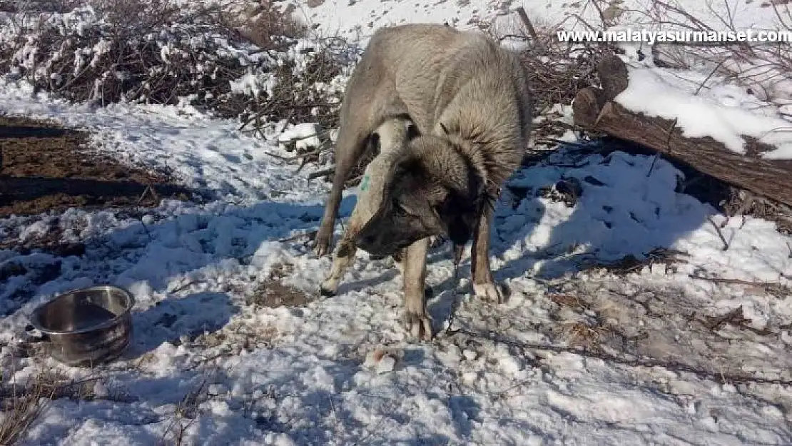 Kangal köpeği kuzunun süt annesi oldu