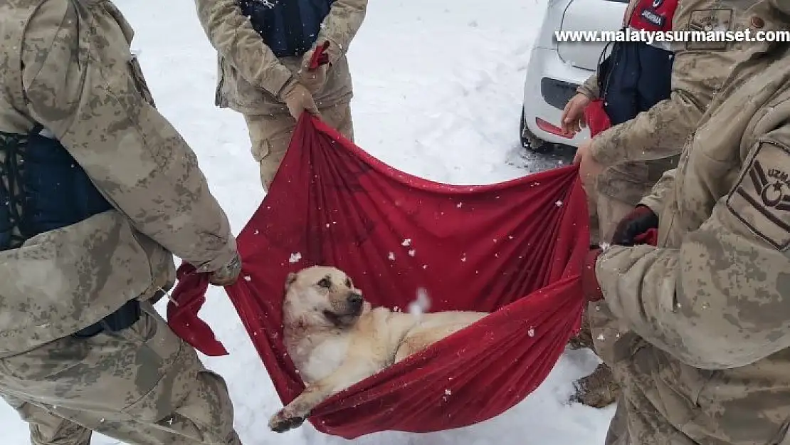 Karda yaralı halde bulunan Köpek'e jandarma şefkati