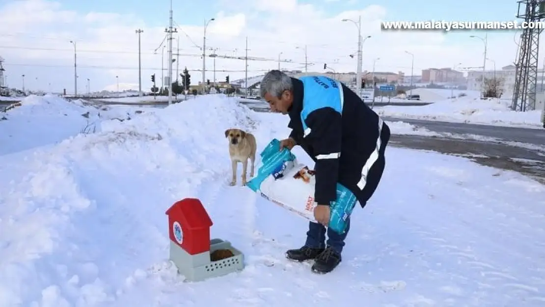 Karlı ve soğuk havada Battalgazi'deki can dostlar unutulmadı