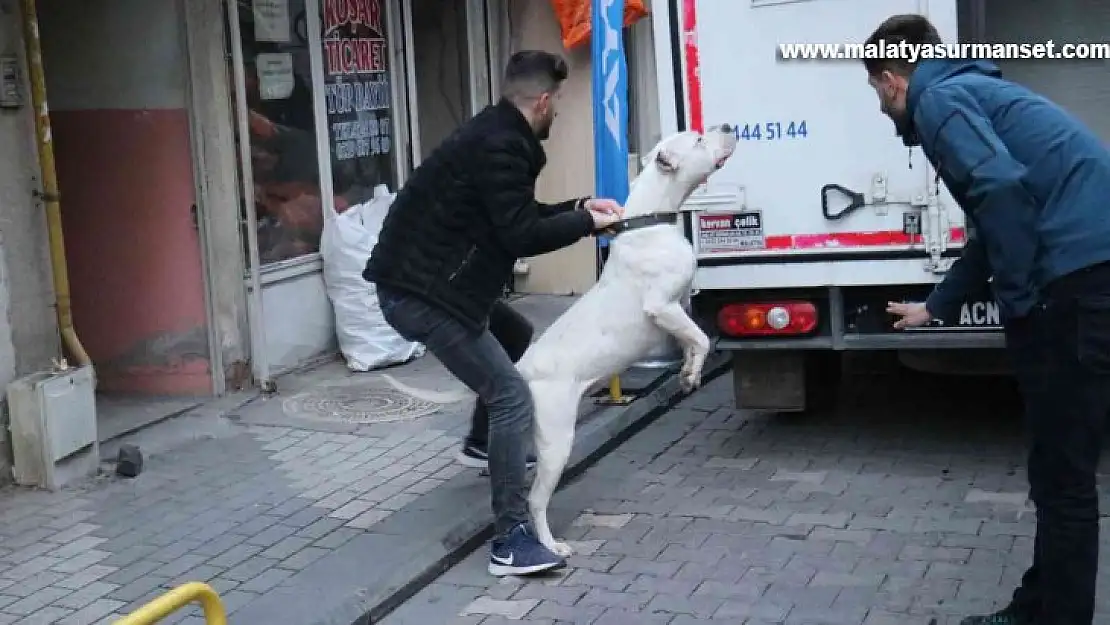 Kavga ettikleri şahsın üzerine pitbull saldılar: 3 yaralı