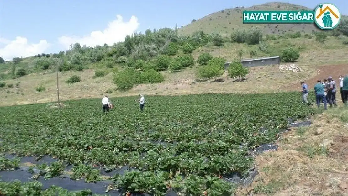 Kavurucu sıcaklara dikkat