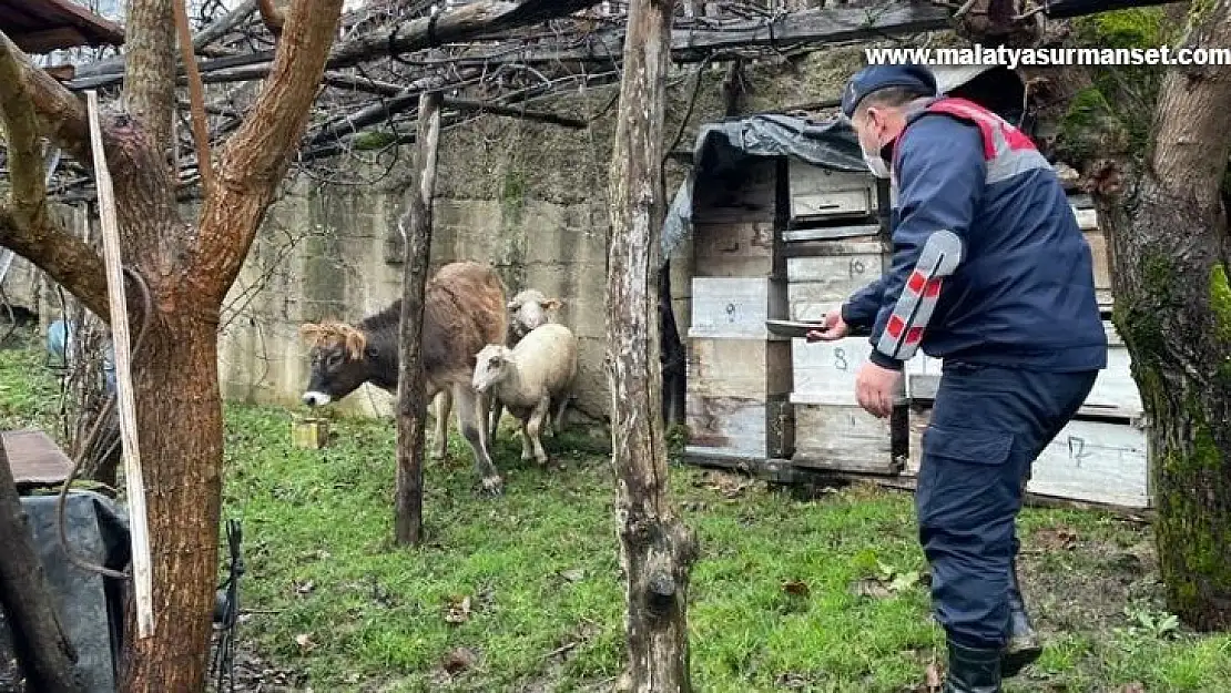 Kaybolan hayvanları jandarma ormanlık alanda buldu