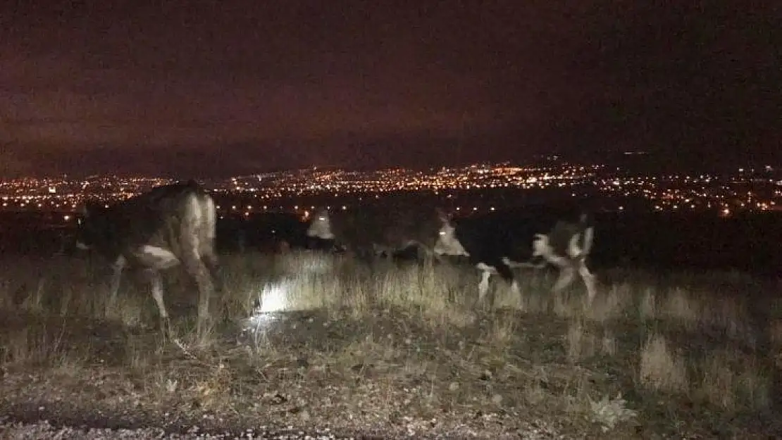 Kayıp inekler jandarma tarafından bulunup sahibine teslim edildi