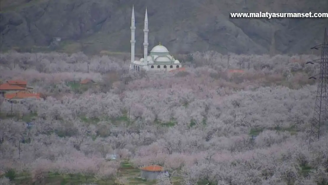 Kayısı ağaçları 20 gün geç çiçek açtı