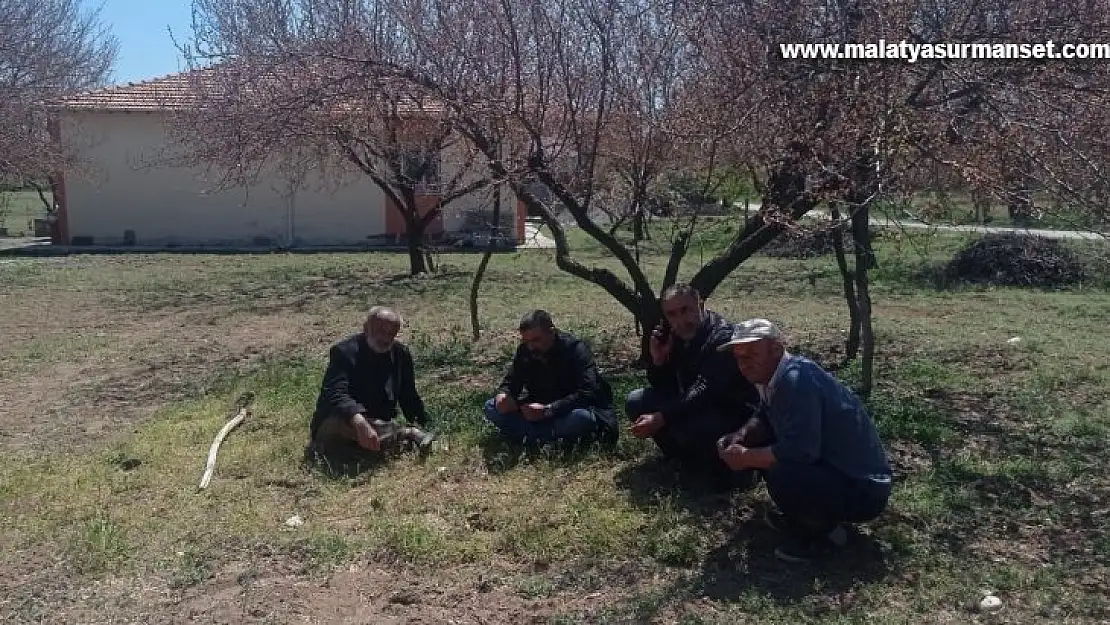 Kayısı bahçelerini don vurdu