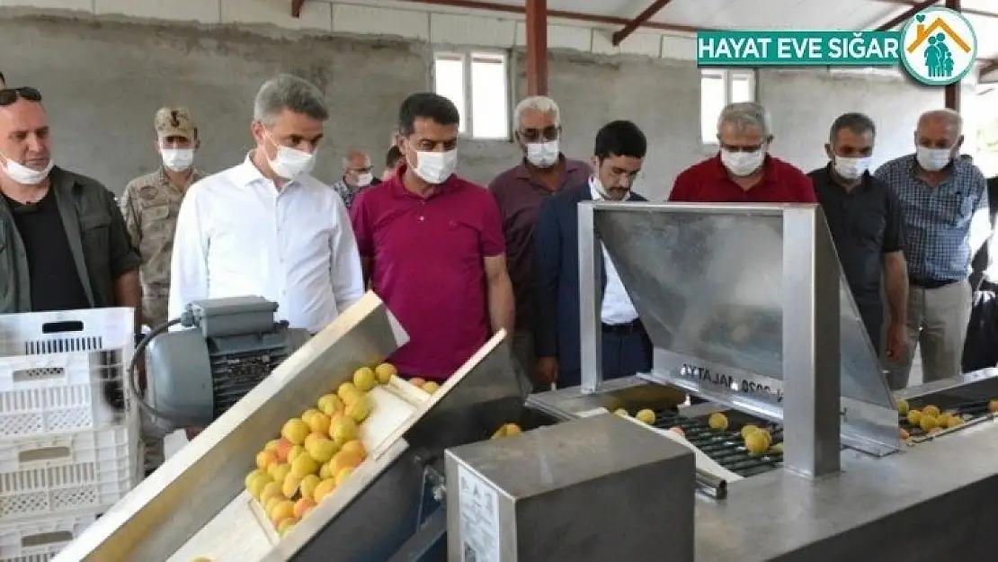 Kayısı Boylama Makinesi'nin tanıtımı yapıldı