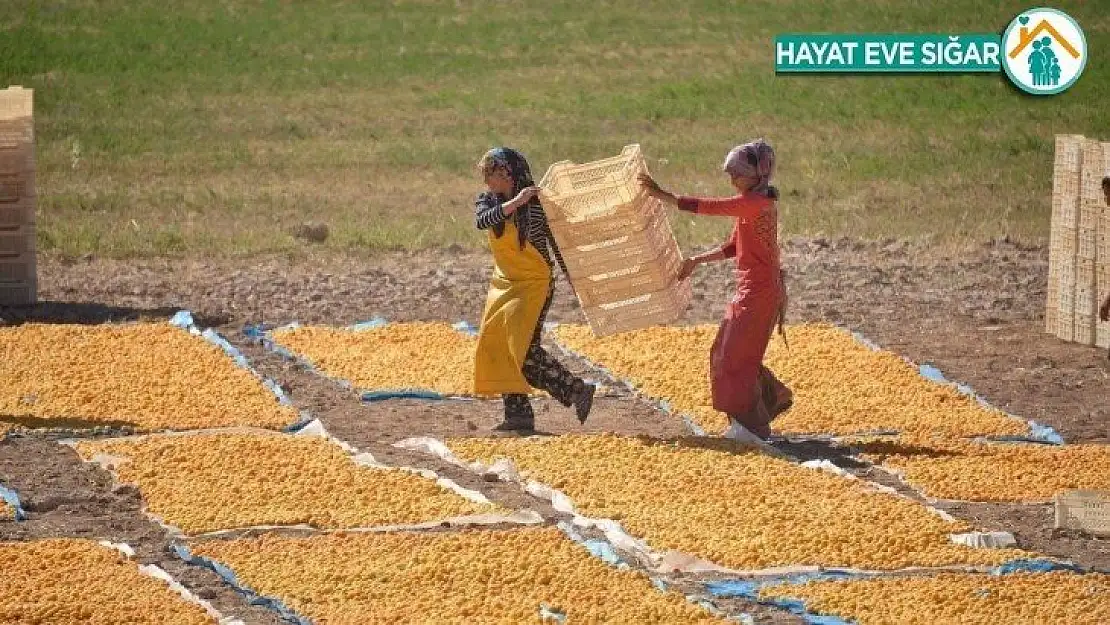 Kayısı da hedef 100 bin ton ihracat ile 500 milyon dolar