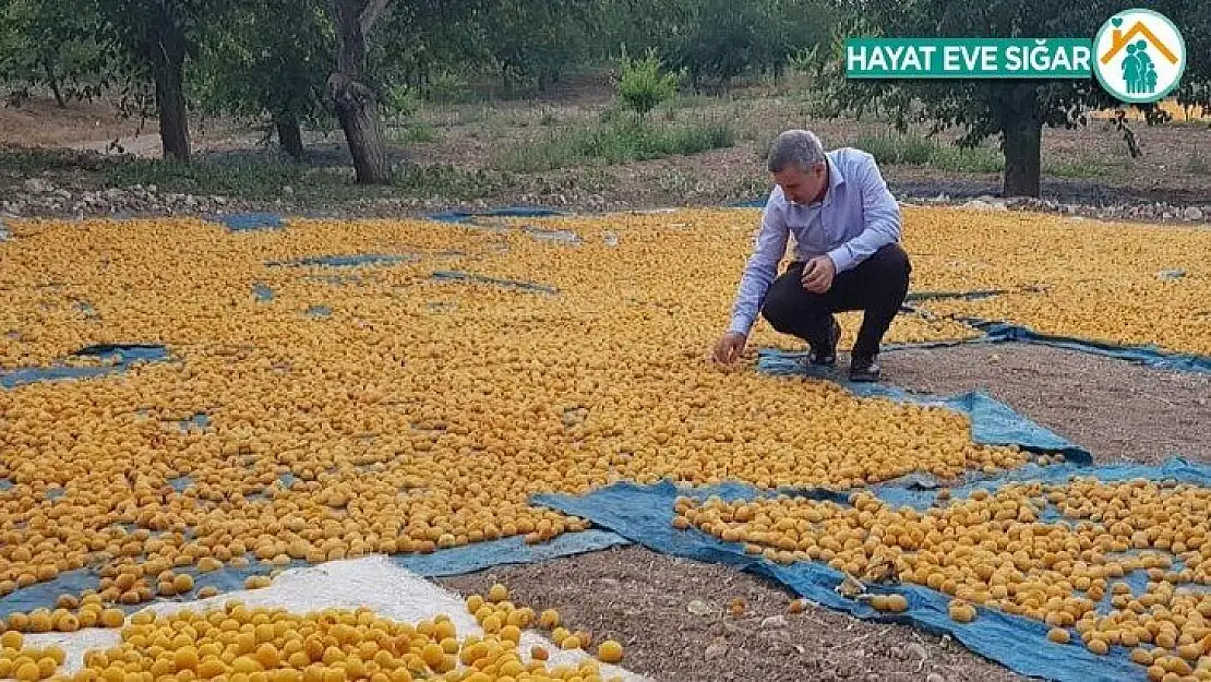 Kayısı da ihracat düştü, gelir yükseldi