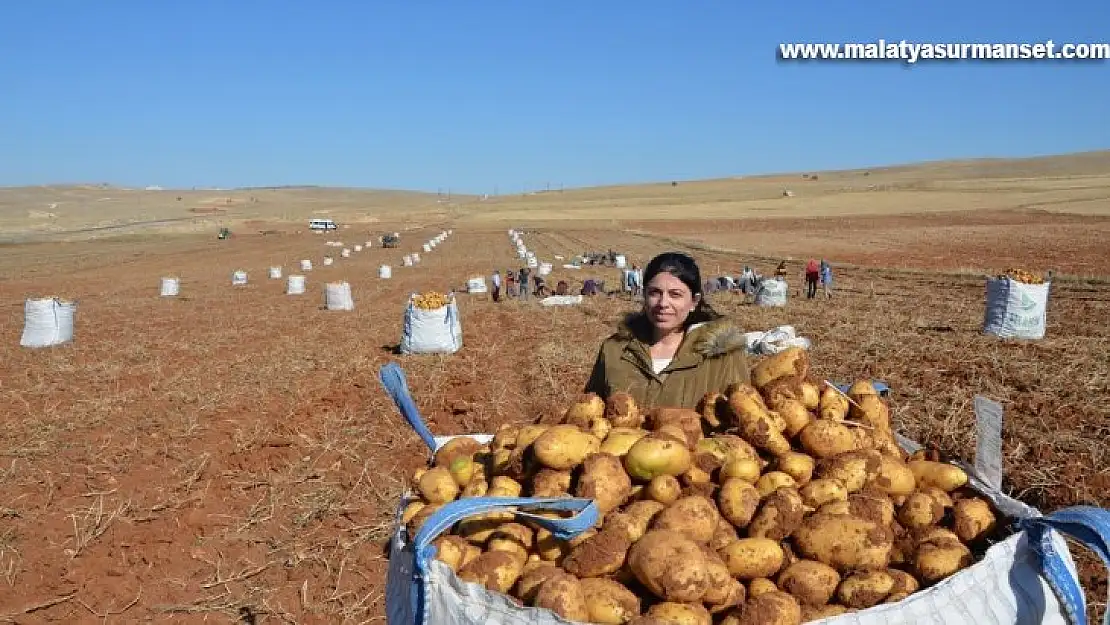 Kayısı diyarında patates hasadı tamamlanmak üzere