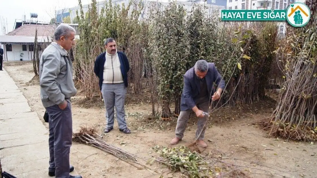 Kayısıda fiyatlar yükseldi, fidan satışları arttı