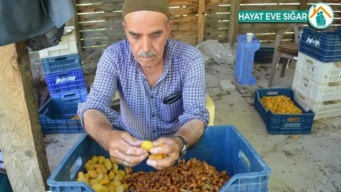 Kayısıda patik dönemi başladı