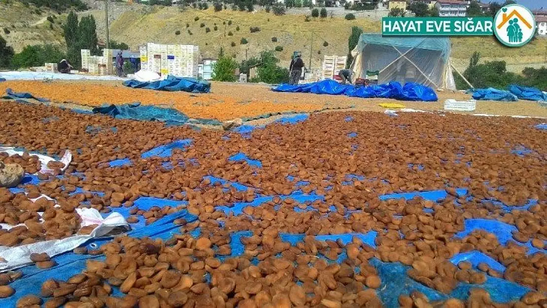 Kayısının fiyatı katlandı