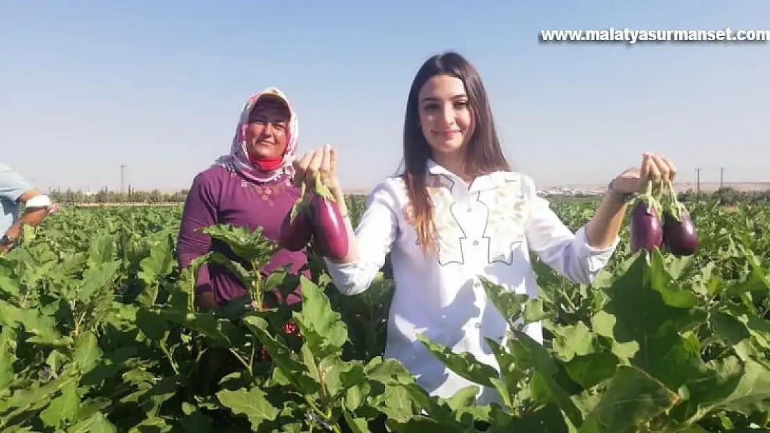 Kaymakam Uçar, patlıcan hasadı yaptı