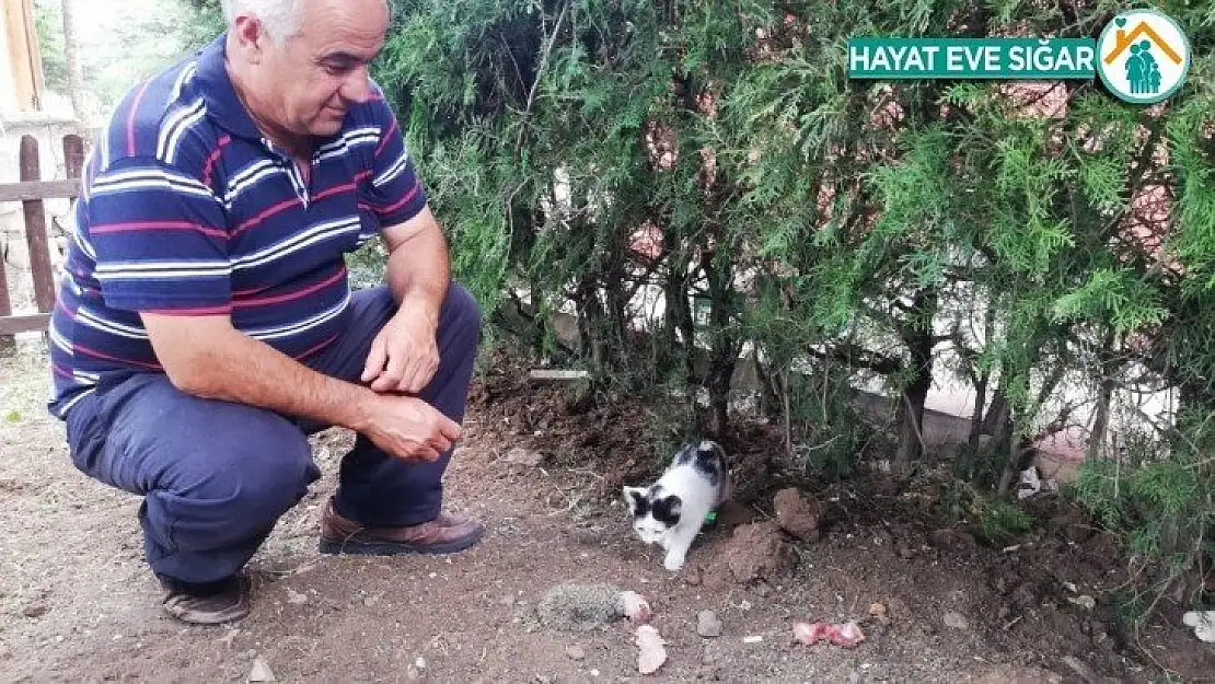 Kedi, yavru kirpiye sahip çıktı