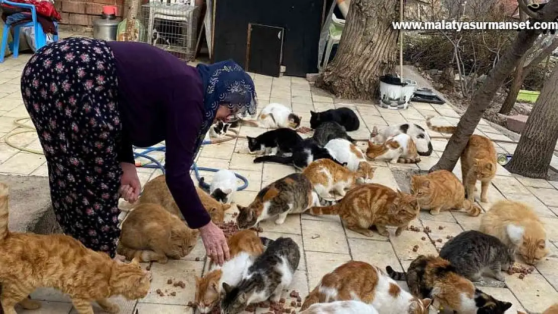 Kedilere adanan bir ömür: Nuriye Teyze, 70 kediye annelik yapıyor