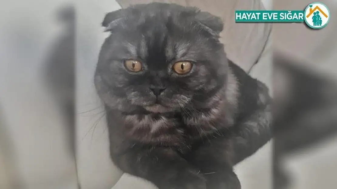 Kedisinin başına koyduğu ödülü 2 katına çıkardı