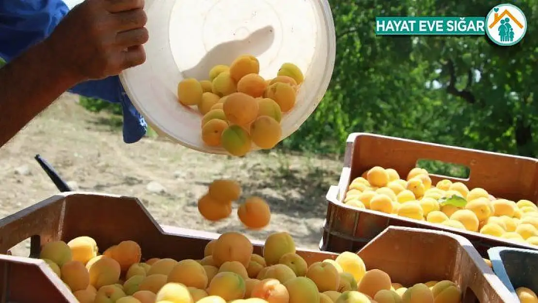 Kendi bile inanmamıştı, şimdi herkesten önce hasat yapıyor