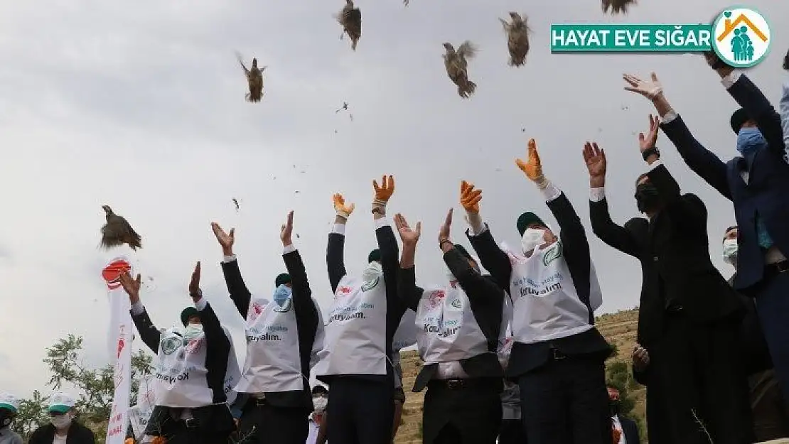 Keneyle mücadelede etkin rol oynayan keklikler, doğaya salındı