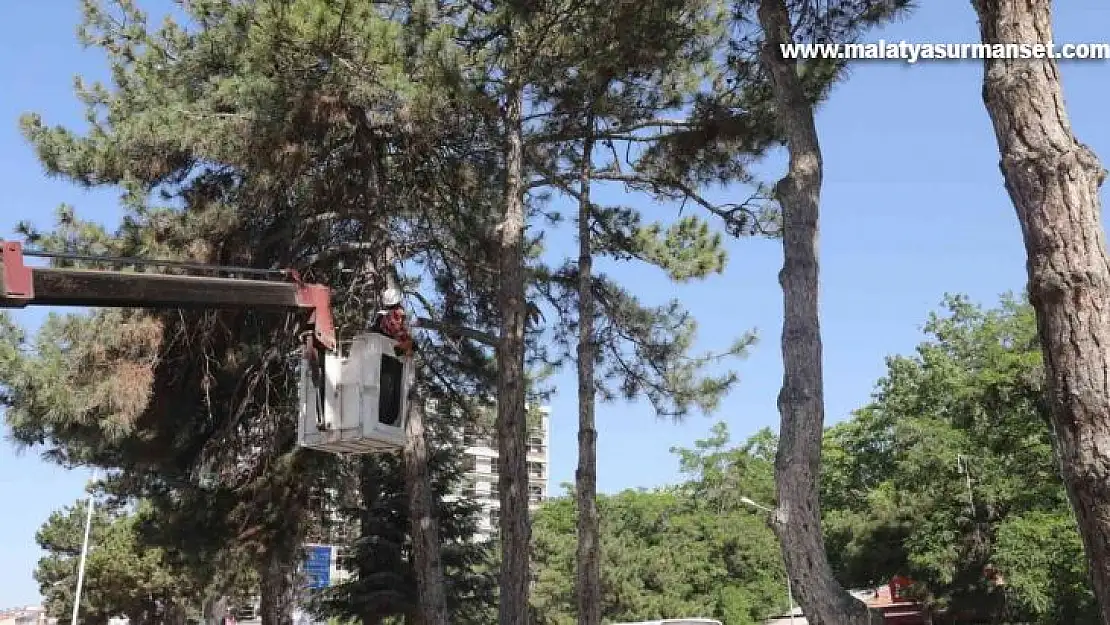 Kent Meydanı sahasındaki ağaçlar taşınacak