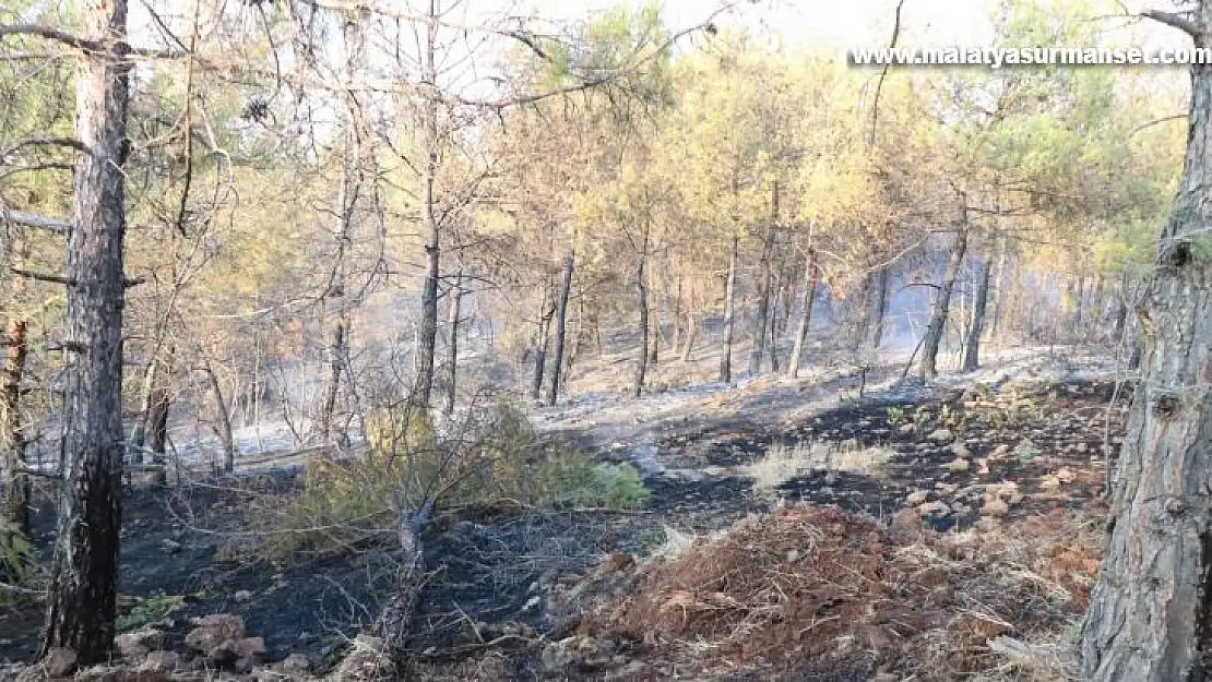 Kilis'e Gaziantep'ten 70 bin fidan desteği