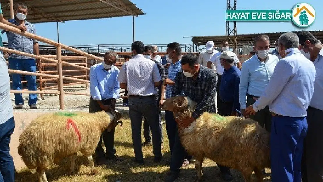 Kırıkhan'da 18 besiciye damızlık koç dağıtıldı