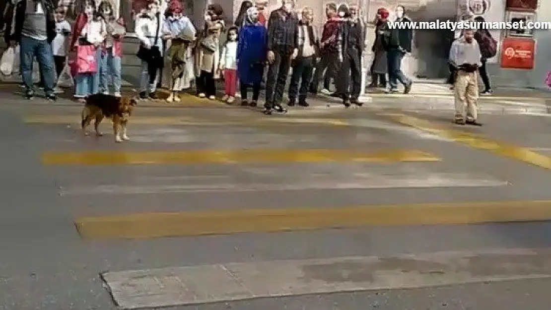 Kırmızı ışıkta bekleyip yeşil ışıkta geçen köpek görenleri şaşırtıyor