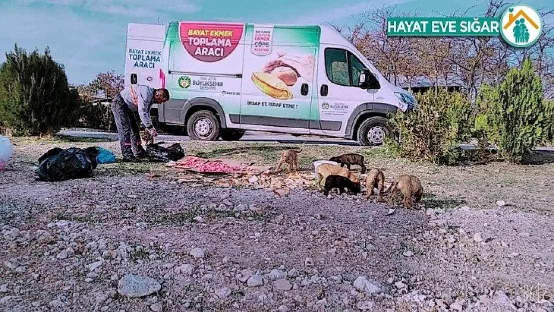 Kısıtlama günlerinde sokak hayvanları unutulmadı