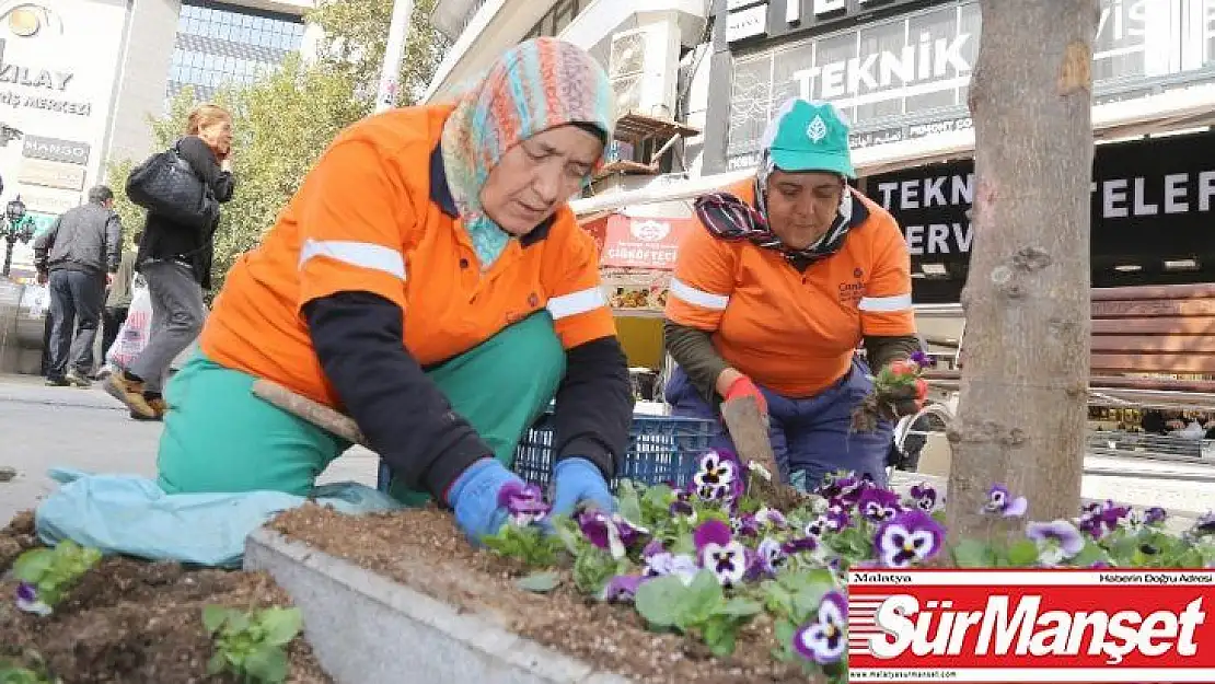 Kışlık menekşeler Sakarya'da