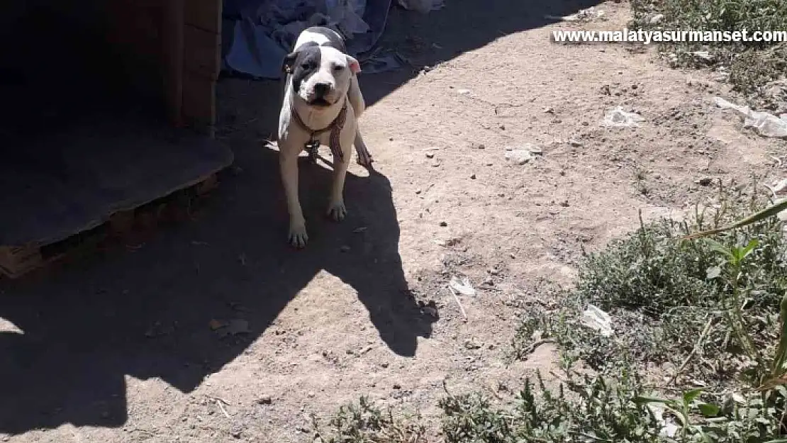 Konya'da pitbull besleyen şahsa 14 bin 982 lira ceza