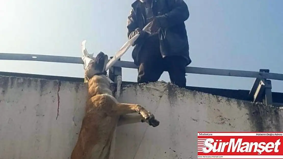 Köpeği boynundan köprüye astı