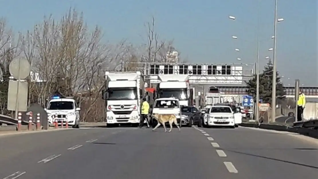 Köpeği yolu karşısına geçirmek için trafiği durdurdular