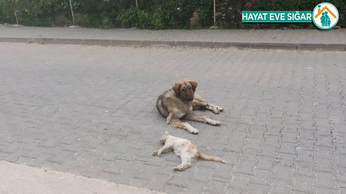 Köpeğin şefkati görenleri duygulandırdı