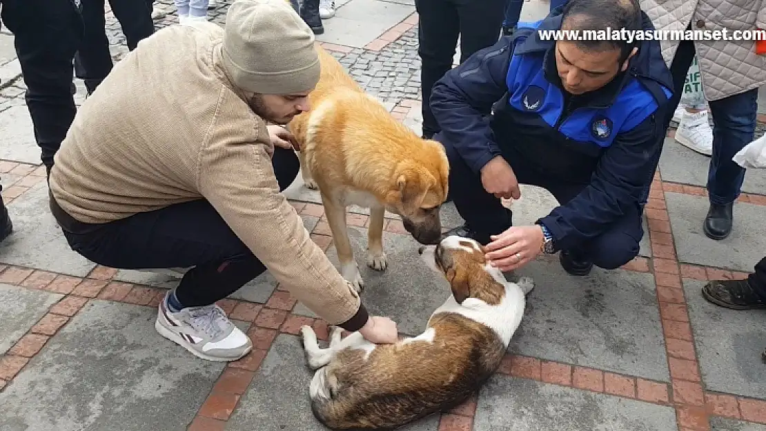 Köpek kazada yaralan arkadaşının yanından ayrılmadı