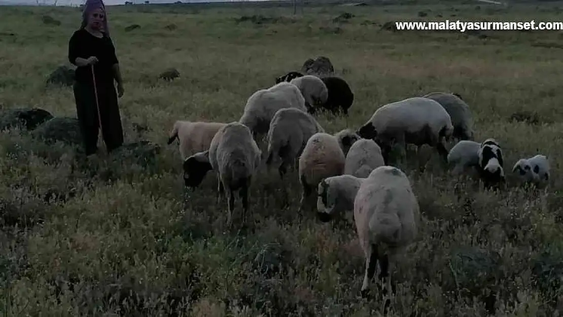 Köpeklerin saldırısına uğrayan 3 koyun telef oldu