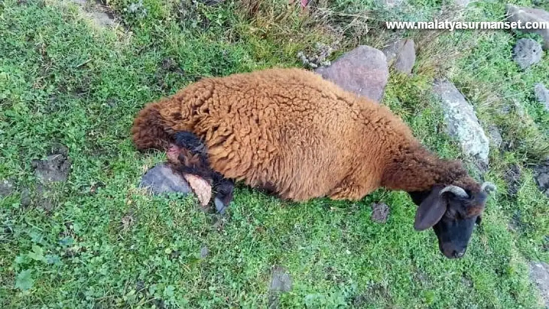 Köpeklerin saldırısına uğrayan 2 koyun telef oldu