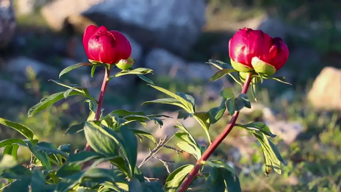 Koruma Altındaki Ayı Gülü Çiçek Açtı